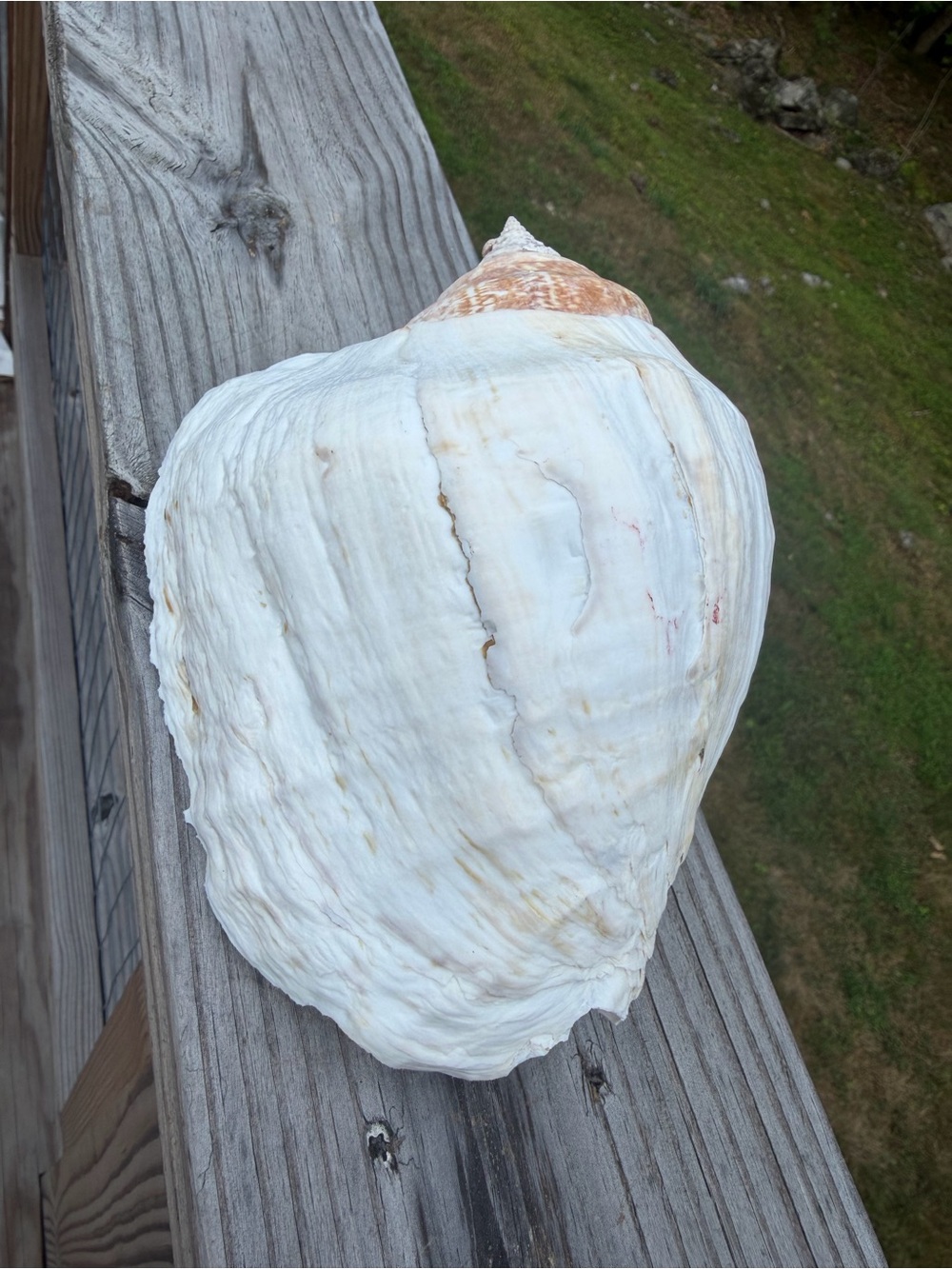 Large Pacific Conch - Picture 4 of 8